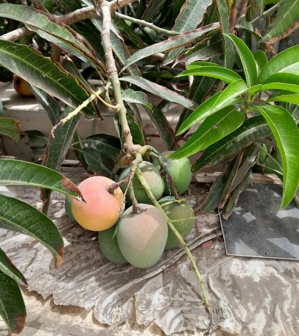 Tambarina Guest House منديلو الرأس الأخضر